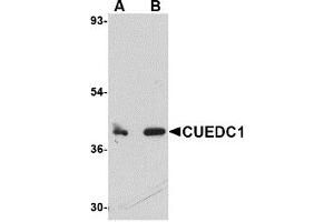 Western Blotting (WB) image for anti-CUE Domain Containing 1 (CUEDC1) (C-Term) antibody (ABIN1030351) (CUEDC1 anticorps  (C-Term))