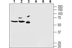 Western blot analysis of mouse brain lysate (lanes 1 and 4), rat brain lysate (lanes 2 and 5) and human U-87 MG glioblastoma cell lysate (lanes 3 and 6): - 1-3. (KCND2 anticorps  (C-Term, Intracellular))