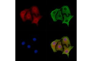 ABIN6263681 and ABIN6278316 staining Hela cells by IF/ICC. (NOG anticorps  (Internal Region))