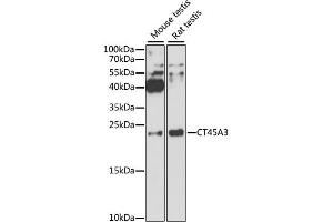 Western blot analysis of extracts of various cell lines, using CT45A3 antibody.