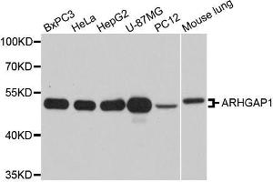 Western blot analysis of extracts of various cell lines, using ARHGAP1 antibody. (ARHGAP1 anticorps  (AA 210-439))