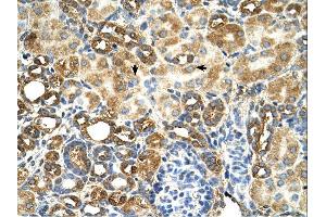 Immunohistochemistry (IHC) image for anti-TAM41, Mitochondrial Translocator Assembly and Maintenance Protein (TAMM41) (N-Term) antibody (ABIN310936) (TAM41 anticorps  (N-Term))