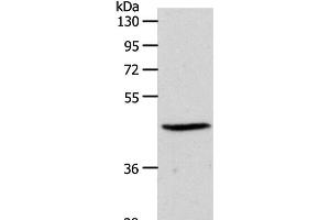 Western Blot analysis of PC3 cell using EDG3 Polyclonal Antibody at dilution of 1:550 (S1PR3 anticorps)