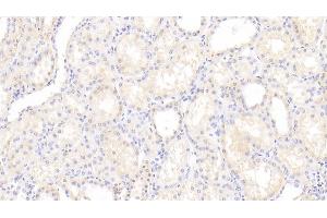 Detection of VASN in Human Kidney Tissue using Polyclonal Antibody to Vasorin (VASN) (Vasn anticorps  (AA 298-539))