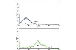 Flow cytometric analysis of NCI- cells using PLA2G4A Antibody (Center)(bottom histogram) compared to a negative control cell (top histogram).
