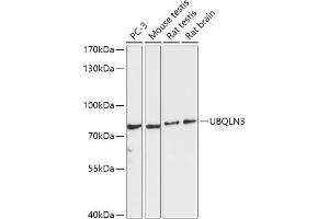 Western blot analysis of extracts of various cell lines, using UBQLN3 antibody (ABIN7271123) at 1:1000 dilution. (Ubiquilin 3 anticorps  (AA 306-620))