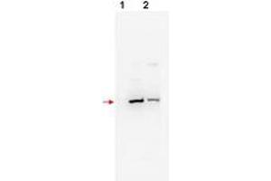 Image no. 1 for anti-F-Box and WD Repeat Domain Containing 11 (FBXW11) (N-Term) antibody (ABIN296963) (FBXW11 anticorps  (N-Term))
