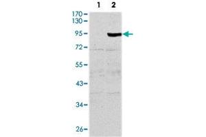 Western blot analysis using TNFRSF11B monoclonal antobody, clone 5A11  against HEK293 (1) and TNFRSF11B-hIgGFc transfected HEK293 (2) cell lysate.