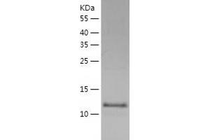 Western Blotting (WB) image for TEN1 Telomerase Capping Complex Subunit (TEN1) (AA 1-123) protein (His-IF2DI Tag) (ABIN7125335)