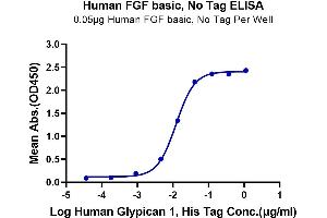 Immobilized Human FGF basic at 0. (FGF2 Protein (AA 143-288))