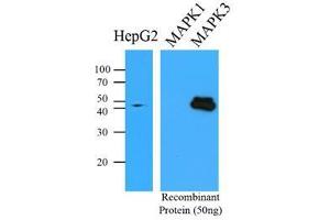 Western Blotting (WB) image for anti-Mitogen-Activated Protein Kinase 3 (MAPK3) antibody (ABIN567619) (ERK1 anticorps)