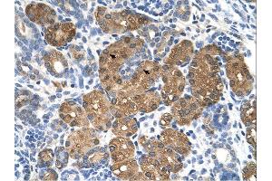 BHMT antibody was used for immunohistochemistry at a concentration of 4-8 ug/ml. (BHMT anticorps  (N-Term))