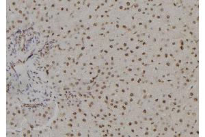ABIN6278757 at 1/100 staining Rat liver tissue by IHC-P.