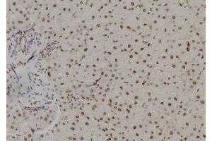 ABIN6278757 at 1/100 staining Rat liver tissue by IHC-P. (TSHZ1 anticorps  (Internal Region))