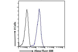 (ABIN185307) Flow cytometric analysis of paraformaldehyde fixed K562 cells (blue line), permeabilized with 0. (LRP6 anticorps  (AA 1546-1560))