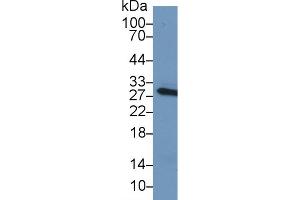 Western Blot; Sample: Mouse Serum; Primary Ab: 1µg/ml Rabbit Anti-Mouse CRP Antibody Second Ab: 0. (CRP anticorps  (AA 20-225))