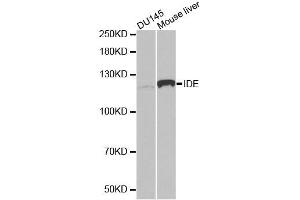 Western blot analysis of extracts of various cell lines, using IDE antibody. (IDE anticorps)