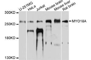 Western blot analysis of extracts of various cell lines, using MYO18A antibody. (Myosin XVIIIA anticorps)