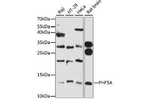 Western blot analysis of extracts of various cell lines, using PHF5A antibody (ABIN6290741) at 1:3000 dilution. (PHF5A anticorps)