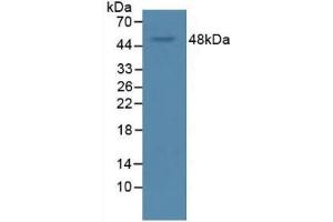 Western Blot; Sample: Rat Serum. (VEGFA anticorps  (AA 28-147))