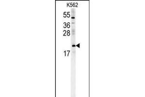 CH Antibody (Center) (ABIN651719 and ABIN2840373) western blot analysis in K562 cell line lysates (15 μg/lane). (PMCH anticorps  (AA 94-122))