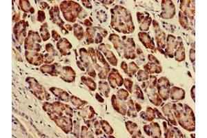 Immunohistochemistry of paraffin-embedded human pancreatic tissue using ABIN7143927 at dilution of 1:100