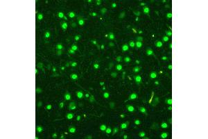 Anti-MCM2 antibody, ICC: A549 Cell