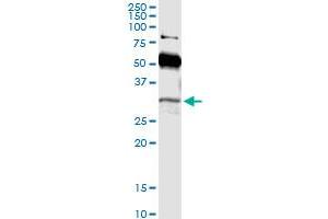 Immunoprecipitation of POU6F1 transfected lysate using anti-POU6F1 MaxPab rabbit polyclonal antibody and Protein A Magnetic Bead , and immunoblotted with POU6F1 purified MaxPab mouse polyclonal antibody (B01P) .
