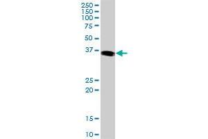 JUNB MaxPab polyclonal antibody. (JunB anticorps  (AA 1-347))
