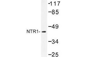 Image no. 1 for anti-Neurotensin Receptor 1 (High Affinity) (NTSR1) antibody (ABIN317760) (NTSR1 anticorps)