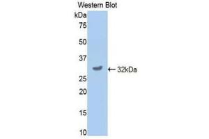 Western Blotting (WB) image for anti-Cytochrome P450, Family 2, Subfamily E, Polypeptide 1 (CYP2E1) (AA 34-273) antibody (ABIN1858593)