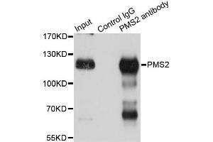 Immunoprecipitation analysis of 150ug extracts of Jurkat cells using 3ug PMS2 antibody. (PMS2 anticorps)