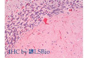 ABIN5539458 (5µg/ml) staining of paraffin embedded Human Cerebellum. (SLC7A6 anticorps  (N-Term))