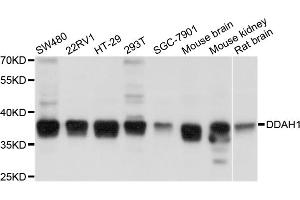 Western blot analysis of extracts of various cell lines, using DDAH1 antibody. (DDAH1 anticorps)
