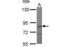 WB Image Sample (50 ug of whole cell lysate) A: Mouse brain 7. (LIMD1 anticorps  (C-Term))