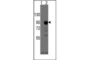 Image no. 1 for anti-Eomesodermin (EOMES) (N-Term) antibody (ABIN357827) (EOMES anticorps  (N-Term))