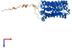 AlphaFold protein structure predicition of Human Recombinant SLC16A13 Protein, UniprotID Q7RTY0