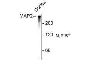 Western blots of rat cortex lysate showing specific immunolabeling of the ~280k MAP2 protein.