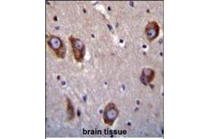 BAI1 antibody (C-term) (ABIN392804 and ABIN2842241) immunohistochemistry analysis in formalin fixed and paraffin embedded human brain tissue followed by peroxidase conjugation of the secondary antibody and DAB staining.