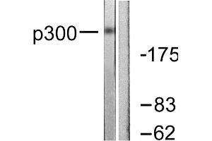 Western Blotting (WB) image for anti-E1A Binding Protein P300 (EP300) (N-Term) antibody (ABIN1848716) (p300 anticorps  (N-Term))