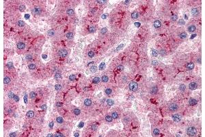 anti-Complement Factor H (CFH) (Internal Region) antibody