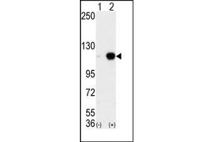 Image no. 1 for anti-Lysine (K)-Specific Demethylase 1A (KDM1A) (C-Term) antibody (ABIN356730) (LSD1 anticorps  (C-Term))