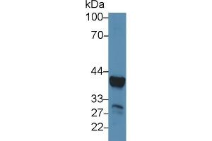 Detection of ARG in Mouse Liver lysate using Polyclonal Antibody to Arginase (ARG)