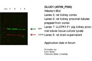 Image no. 3 for anti-Glutamate Dehydrogenase 1 (GLUD1) (N-Term) antibody (ABIN502666) (GLUD1 anticorps  (N-Term))