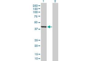 Western Blot analysis of ASZ1 expression in transfected 293T cell line by ASZ1 MaxPab polyclonal antibody. (ASZ1 anticorps  (AA 1-393))