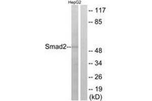 Western blot analysis of extracts from HepG2 cells, using Smad2 (Ab-255) Antibody. (SMAD2 anticorps  (AA 221-270))