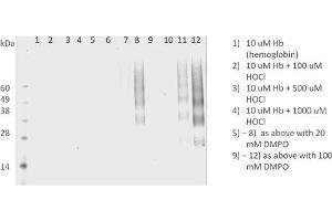 Western Blot analysis of Human HL 60 clone 15 eosinophils lysates showing detection of DMPO protein using Mouse Anti-DMPO Monoclonal Antibody, Clone N1664A (ABIN2482179). (DMPO anticorps (HRP))