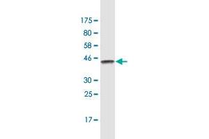 Western Blot detection against Immunogen (47.