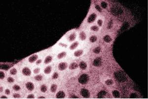 Immunofluorescent staining of MDCK cells with anti-FAS antibody. (Fatty Acid Synthase anticorps  (AA 9-202))
