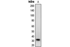Western blot analysis of NXPH1 expression in A549 (A) whole cell lysates.